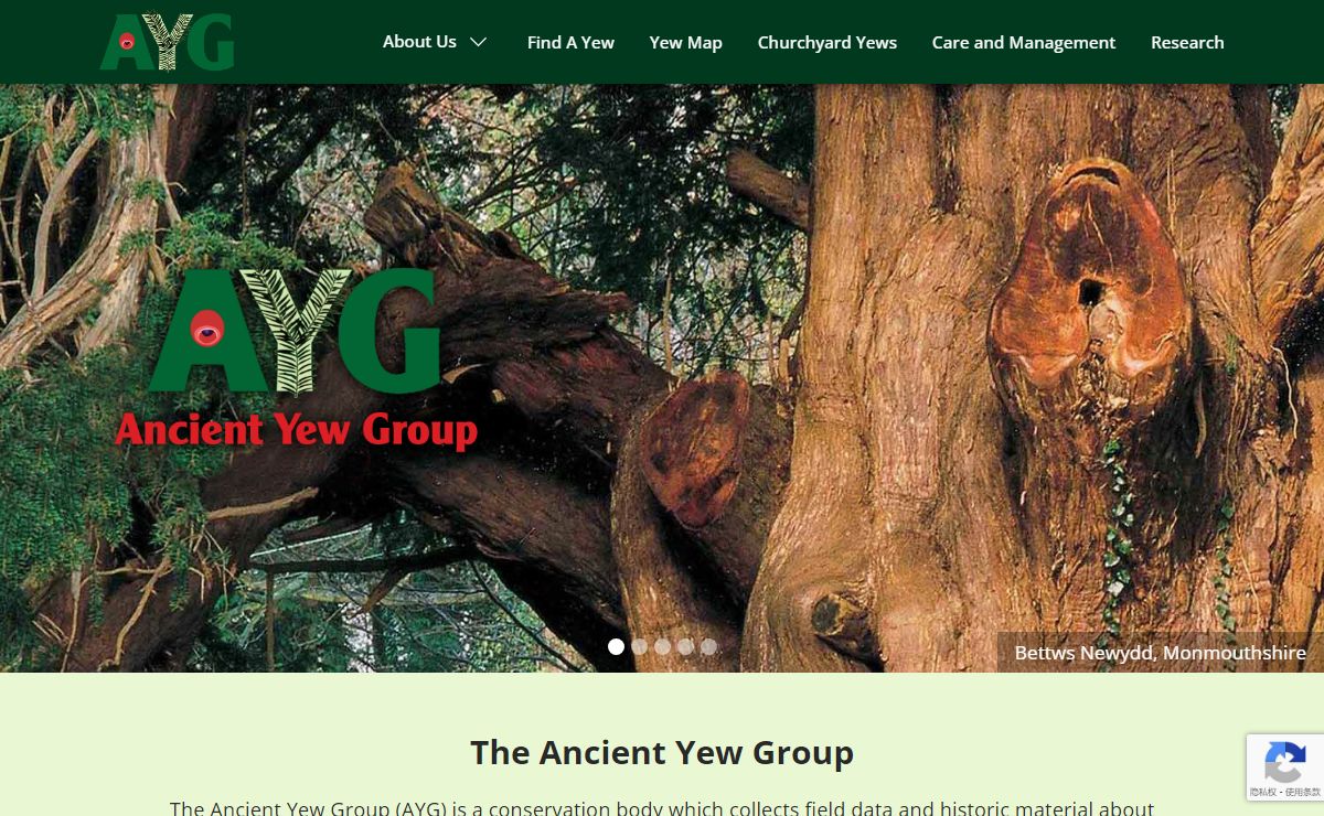 The Definitive Ancient Yew Tree Database | Ancient Yew Group