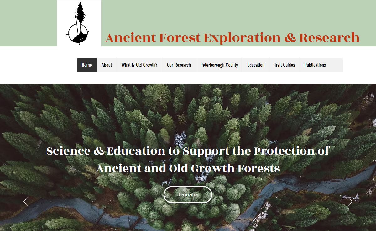Ancient Forest | ancient forest landscapes