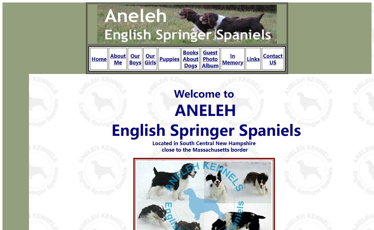 Aneleh English Springer Spaniels