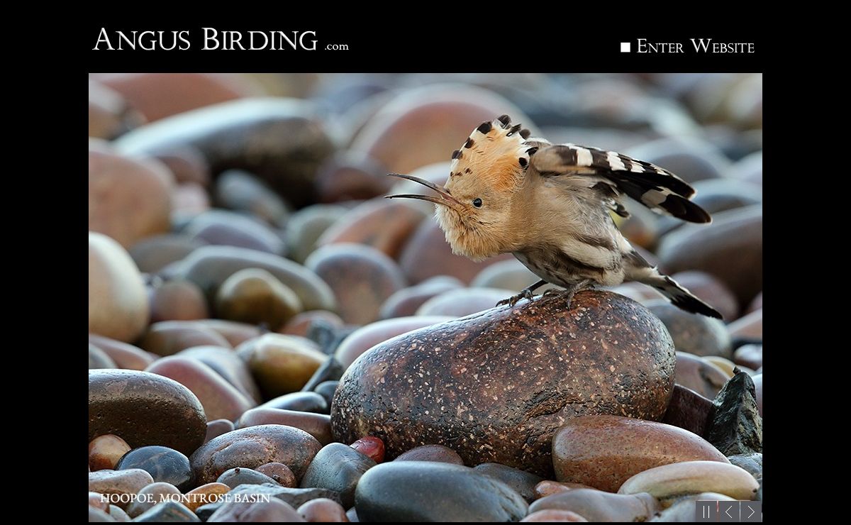 Angus Birding © 2000-2025