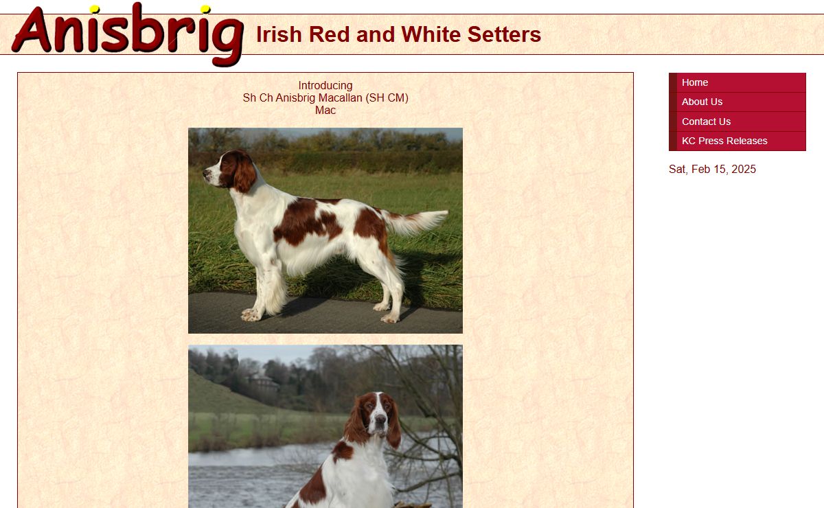 Anisbrig Red and White Setters