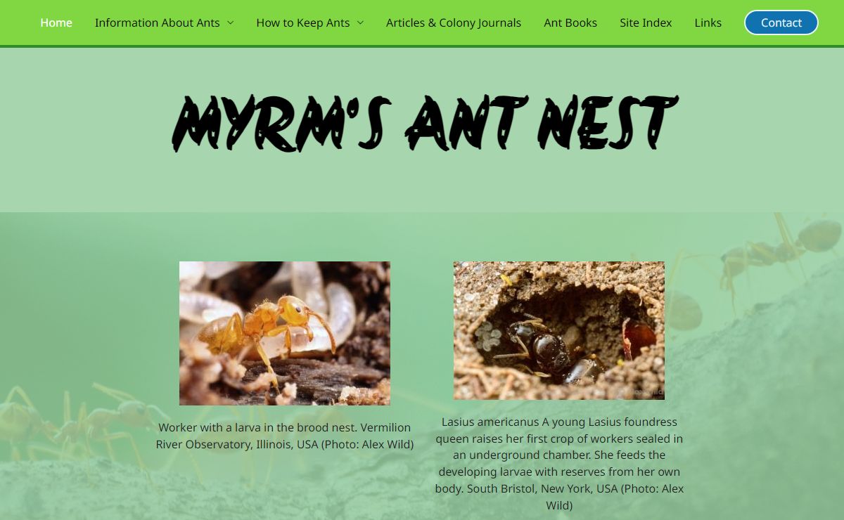 Myrm's Ant Nest – Information about species of ant in Britain