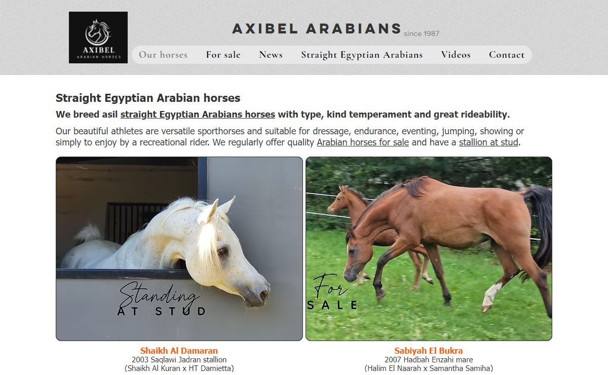 AxiBel Arabians | asil straight Egyptian Arabian horses
