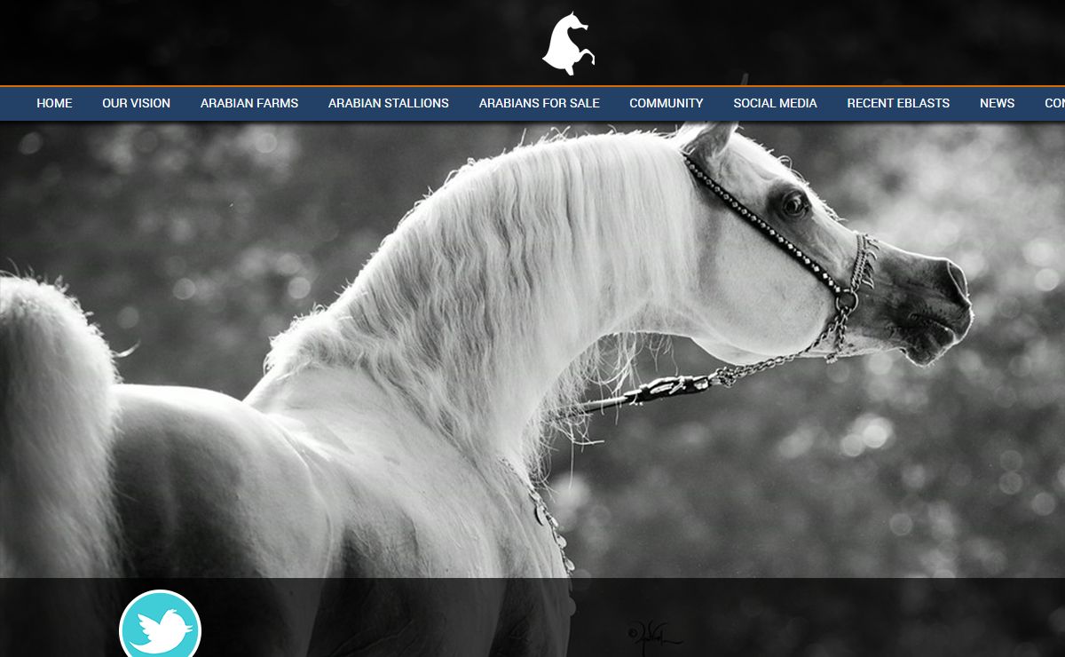 Arabian Horses, Arabian horse marketing, Arabian horse advertising, Arabian stallions, Arabian horse trainers, Arabian horse breeders, Arabian horse website design, Arabian horses for sale, arabian horses for sale, horses for sale, website design, email blasts, Middle East, Europe, Australia, Canada, United States, Belgium. Straight Egyptians, Egyptian Arabians, Pure Polish Arabians, Marwan Al Shaqab, WH Justice, Sanadik El Shaklan, Magnum Psyche, Afire Bey V, Jullyen El Jamaal, Scottsdale Arabian Horse Show, Scottsdale Arabians, Gazal Al Shaqab, ECAHO, Arabian Horse Association - ArabianCentric.com