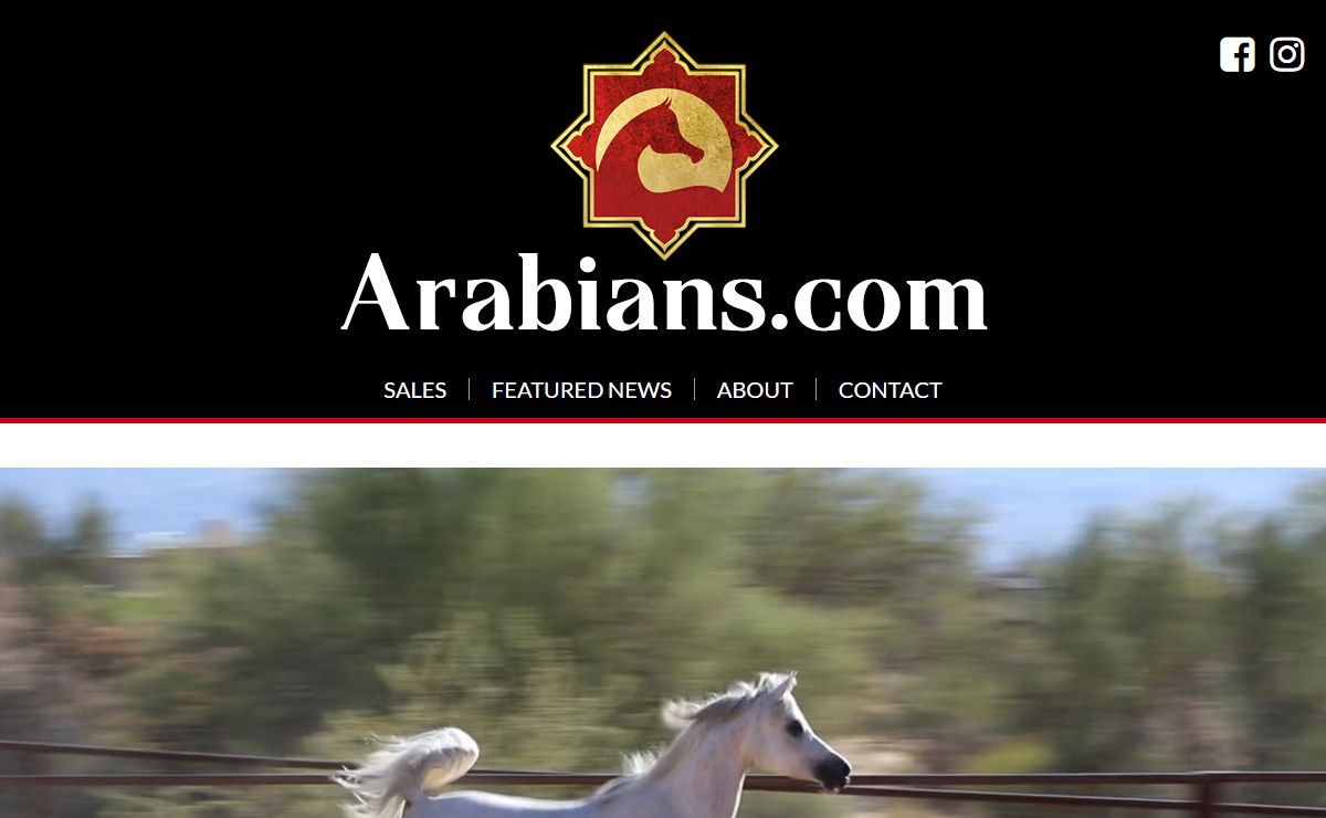 Arabians.com - Arabian Horses for Sale :: Arabians