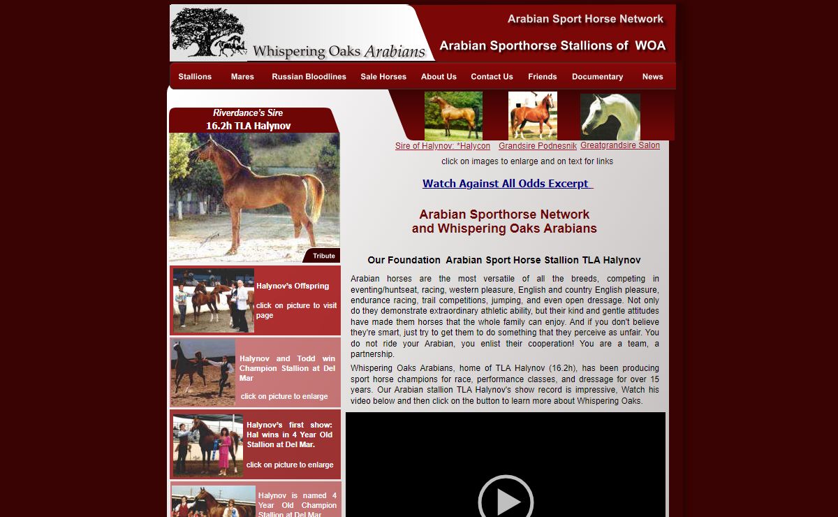 Arabian Show Horse TLA Halynov