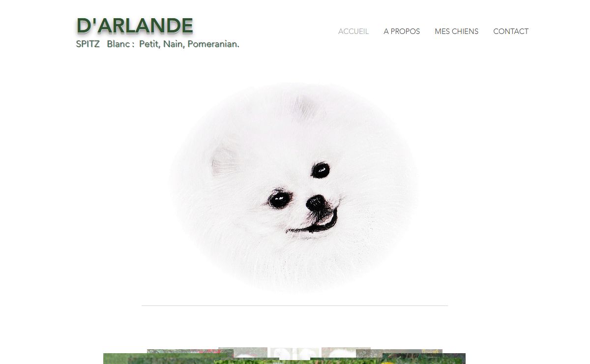 spitz nain blanc | petit spitz blanc d'arlande | france