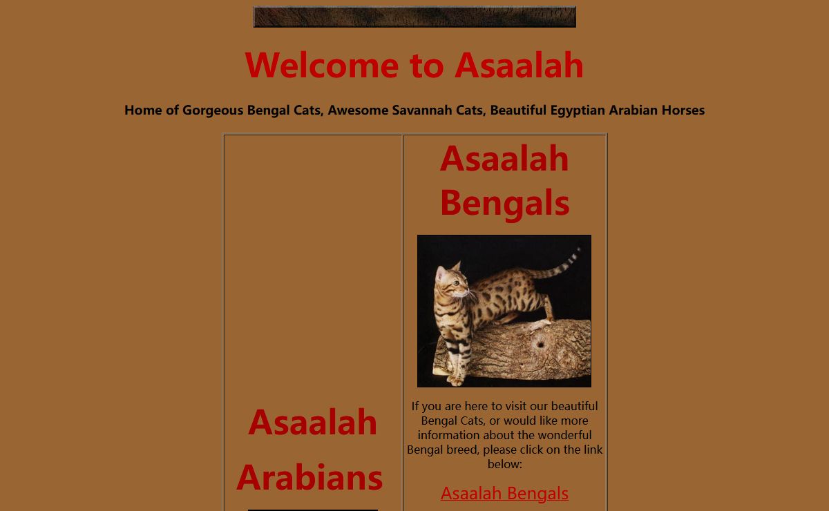 Bengal Cats ( Rosetted Kittens ), Egyptian Arabian Horses
