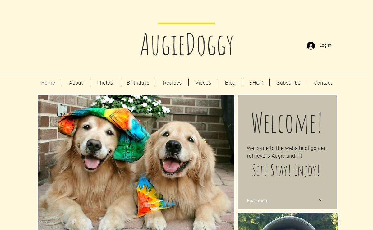 AugieDoggy.com | golden retriever dogs