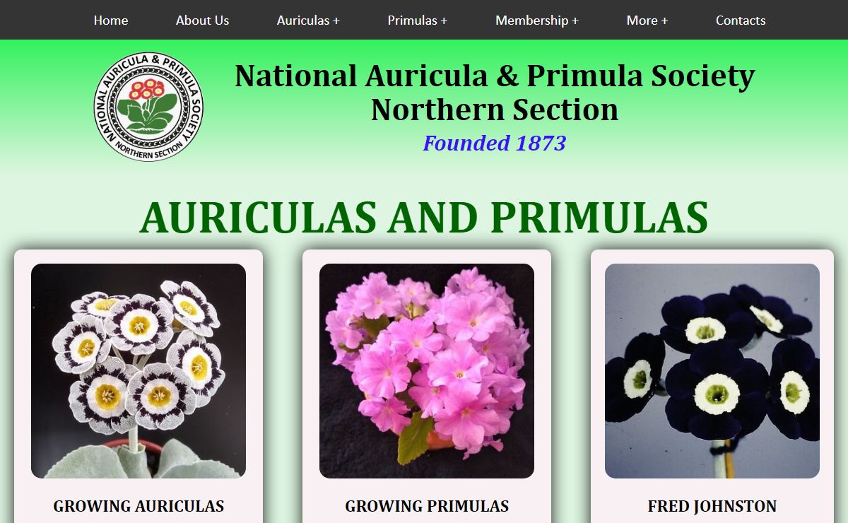 Auriculas and Primulas