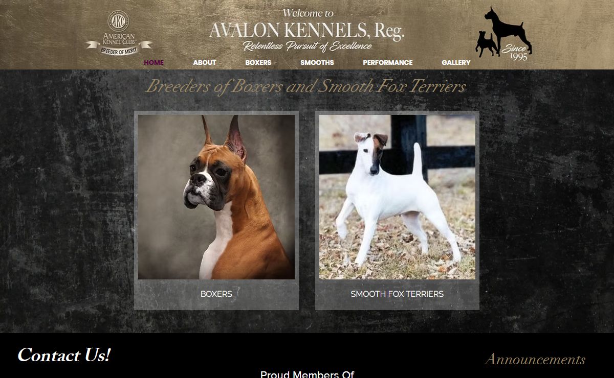 Avalon Boxers | Breeder NJ NY PA