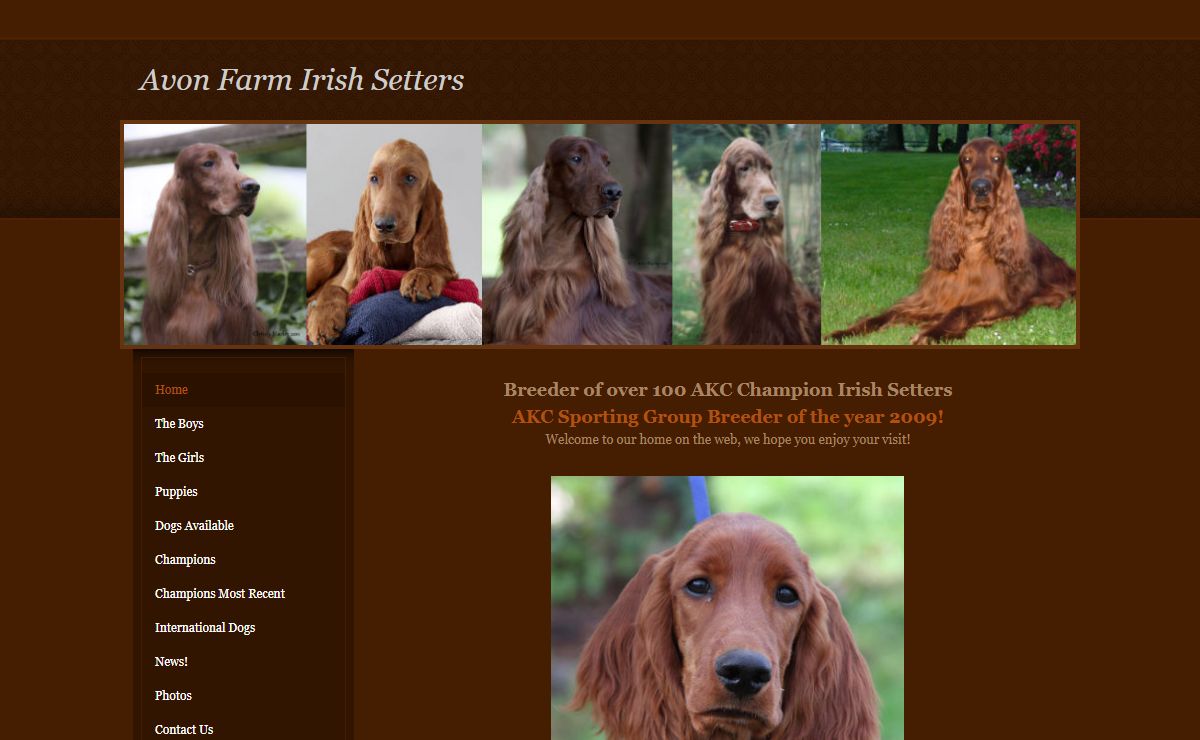 Avon Farm Irish Setters - Home