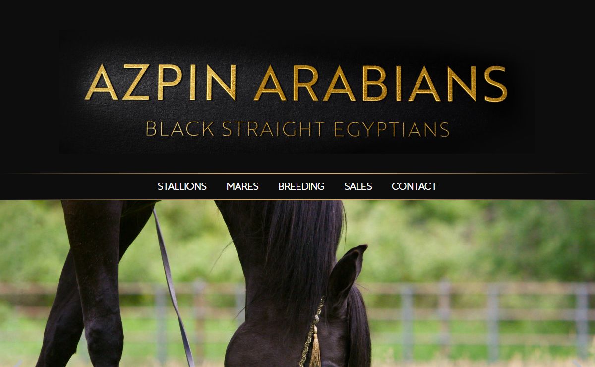 Black Straight Egyptian Arabian Horses - Azpin Arabians :: Azpin Arabians