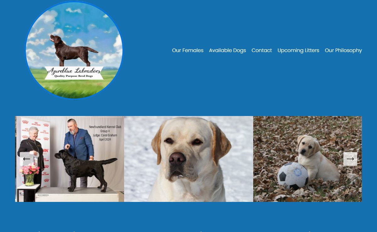 Azureblue Labradors