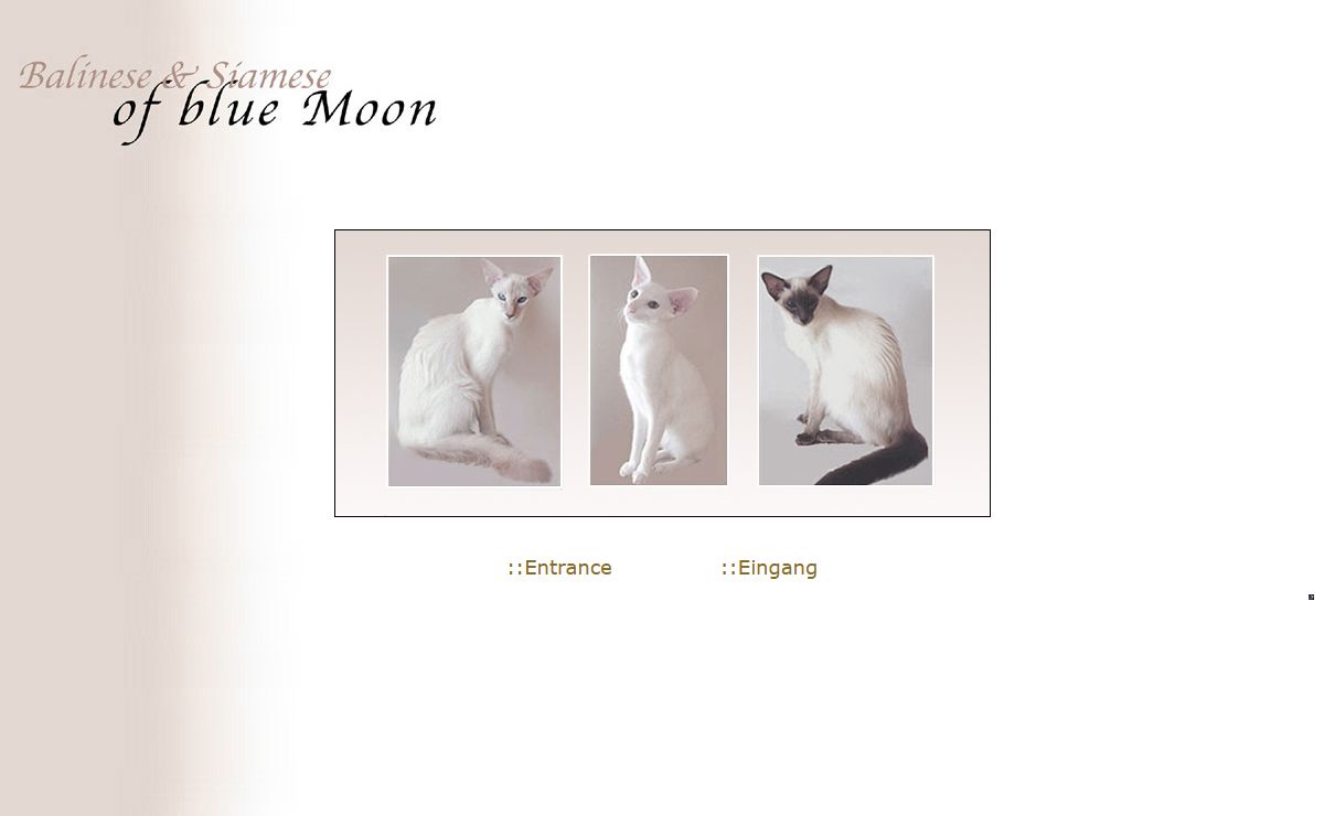 Balinese, Javanese & Siamese cattery of the blue Moon