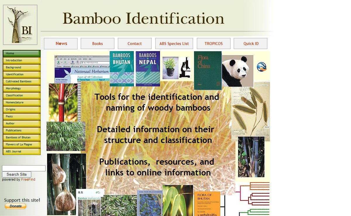 Bamboo Identification