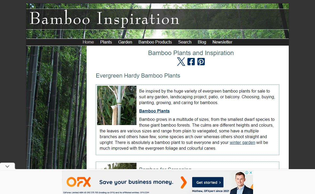 Bamboo Plants | Bamboo Inspiration