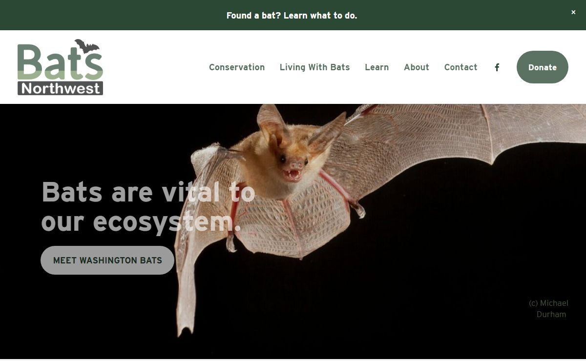 Bats Northwest