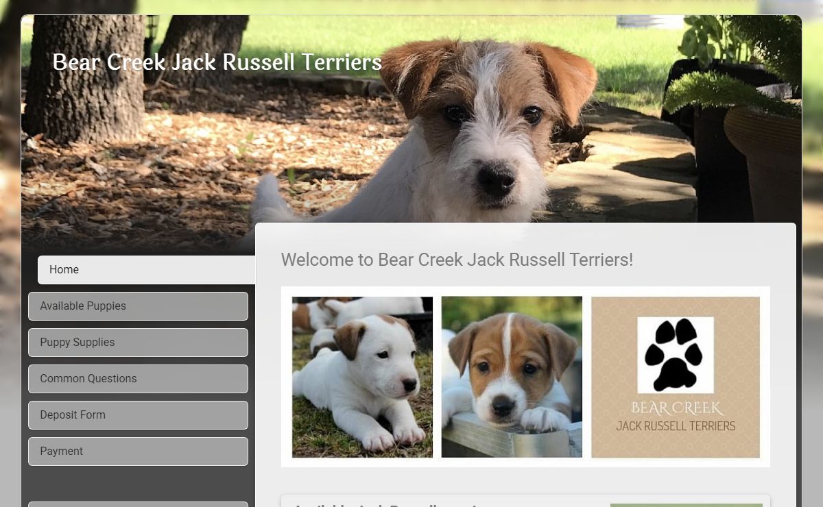 Jack Russell Terrier puppies for sale in Texas