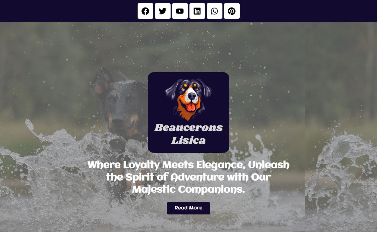 Beaucerons Lisica – Where Loyalty Meets Elegance, Unleash the Spirit of Adventure with Our Majestic Companions.