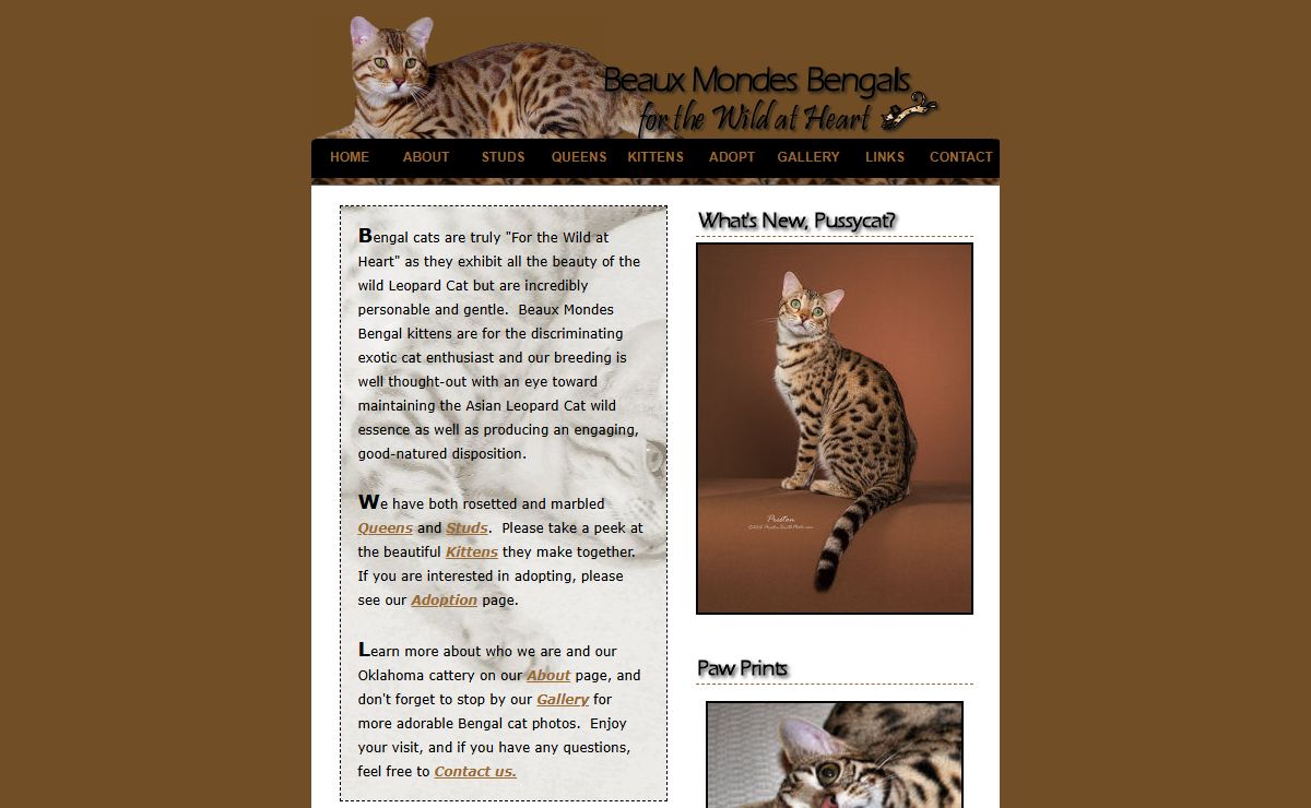 Bengal Oklahoma Beaux Mondes Bengals
