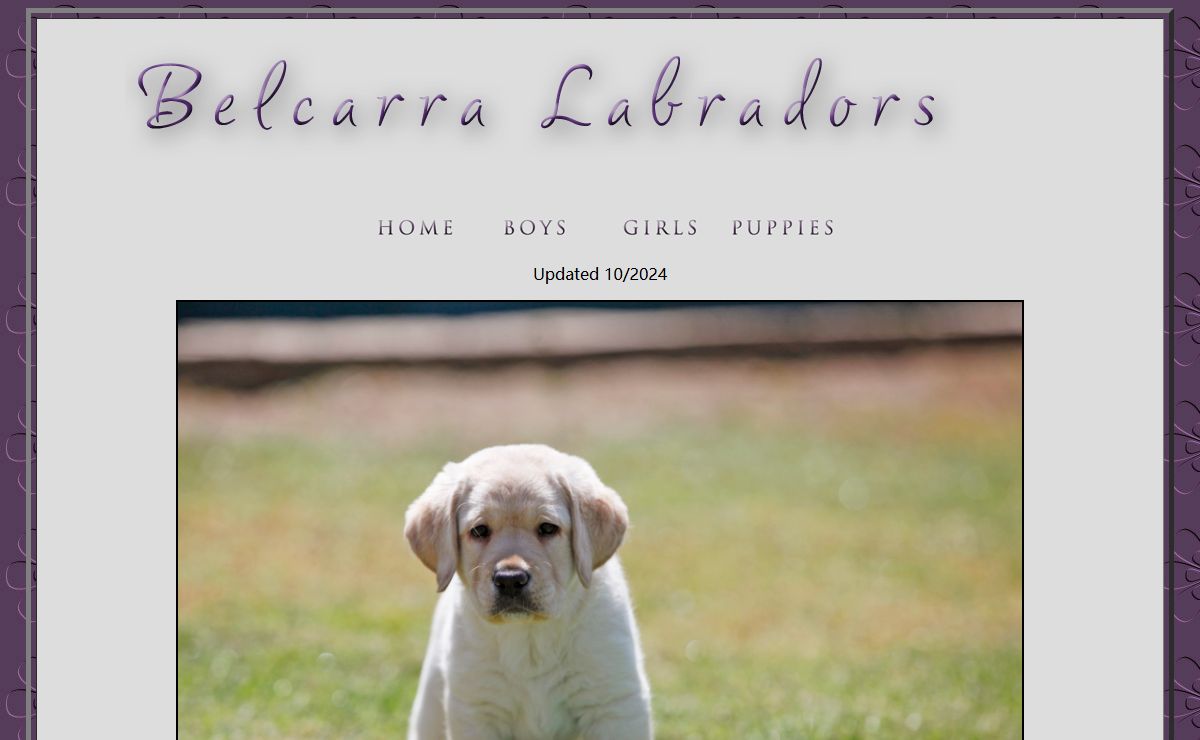 Welcome to Lawson Labradors ...Belcarra