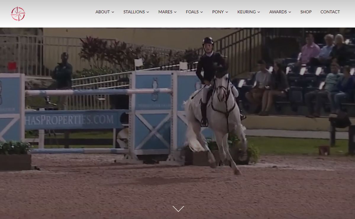 Belgian Warmblood – North American District – Bred to Perform