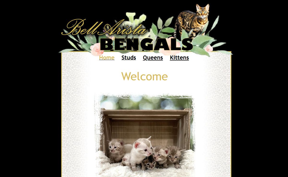 Bengal Cat Breeder & Kittens For Sale in Florida | BellArista Bengals