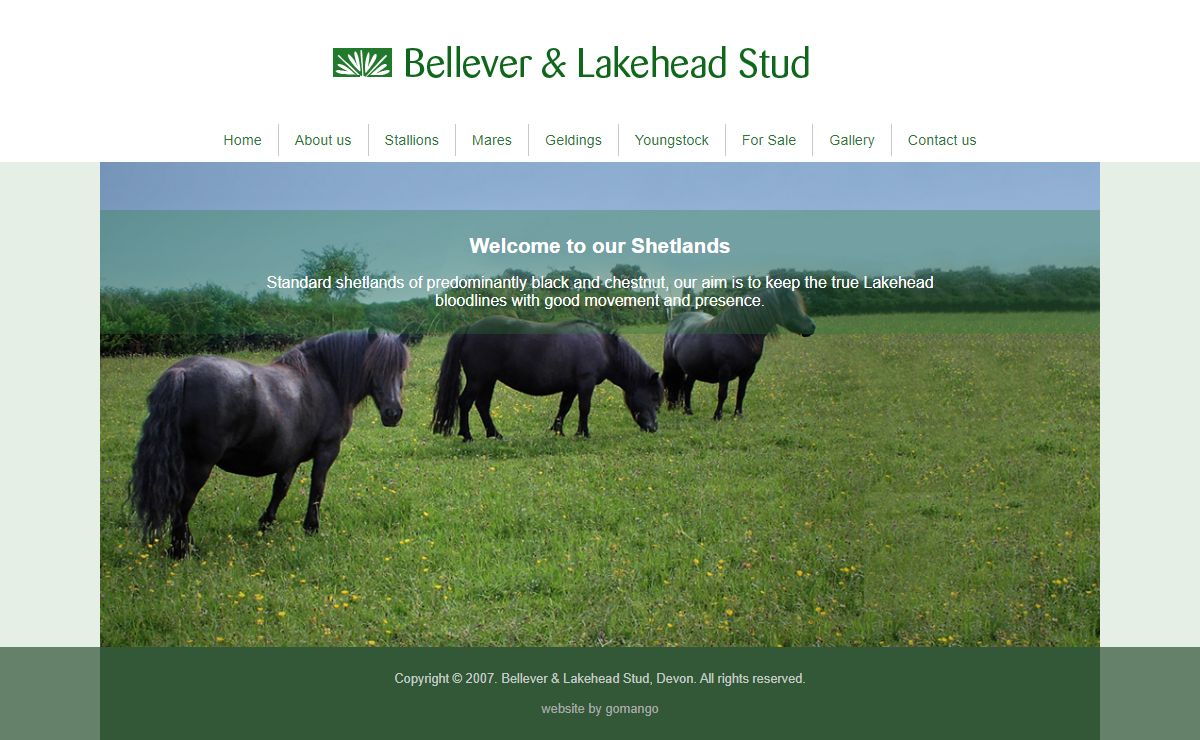 Bellever Shetlands