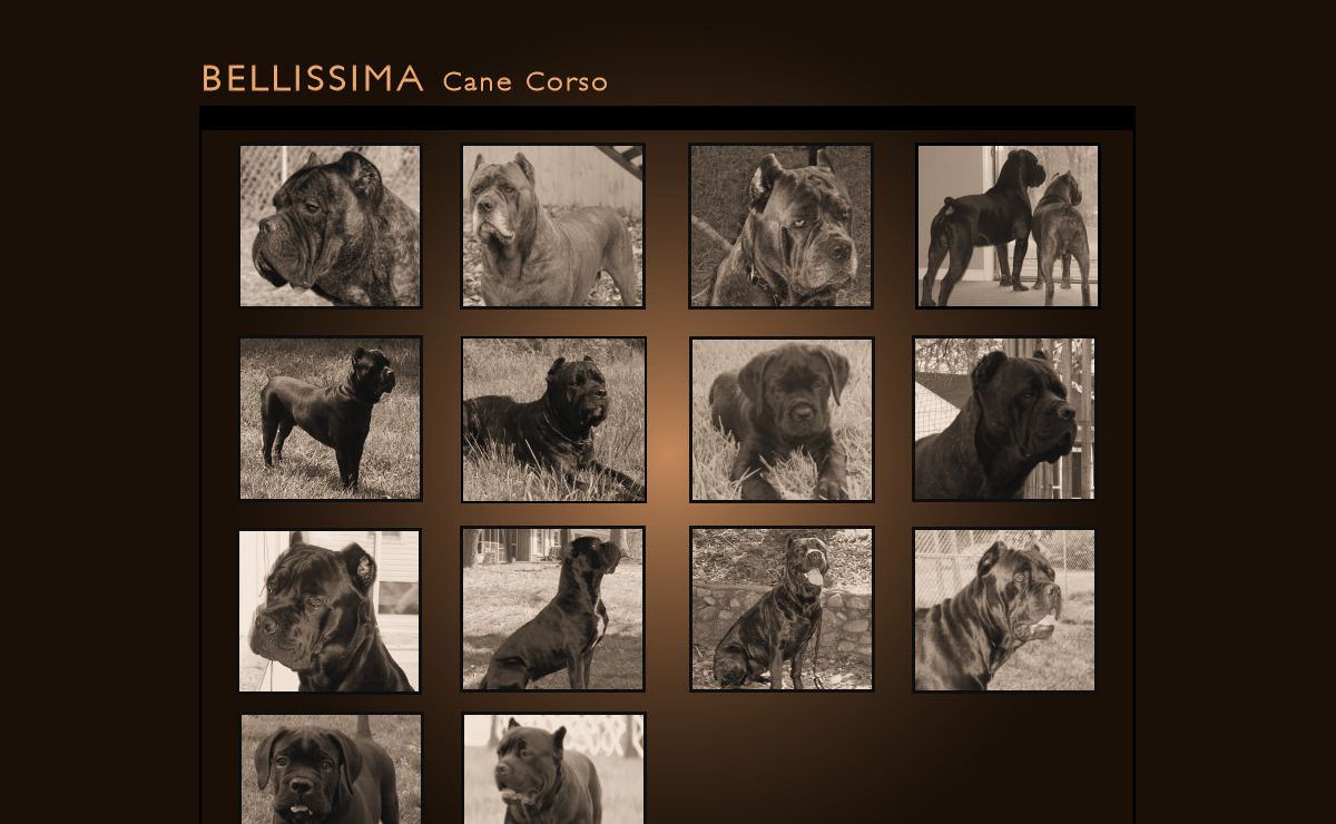 Bellissima Cane Corsos - Cane Corso Breeder Tennessee | Cane Corso Puppies, Available Cane Corsos