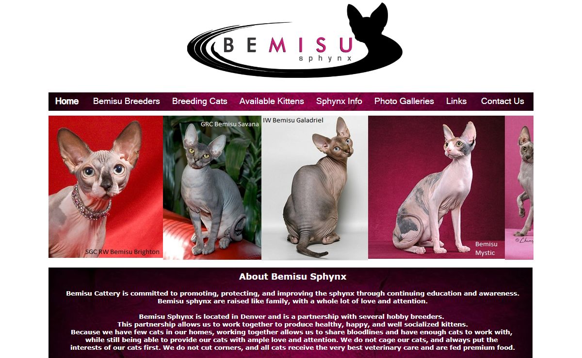Bemisu Sphynx, Denver Colorado, Colorado sphynx, Sphynx Kittens