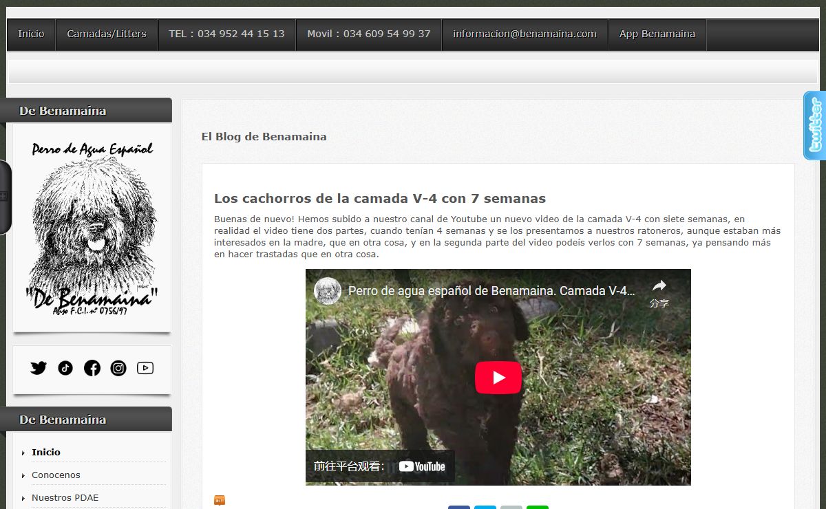 Perro de agua español de Benamaina