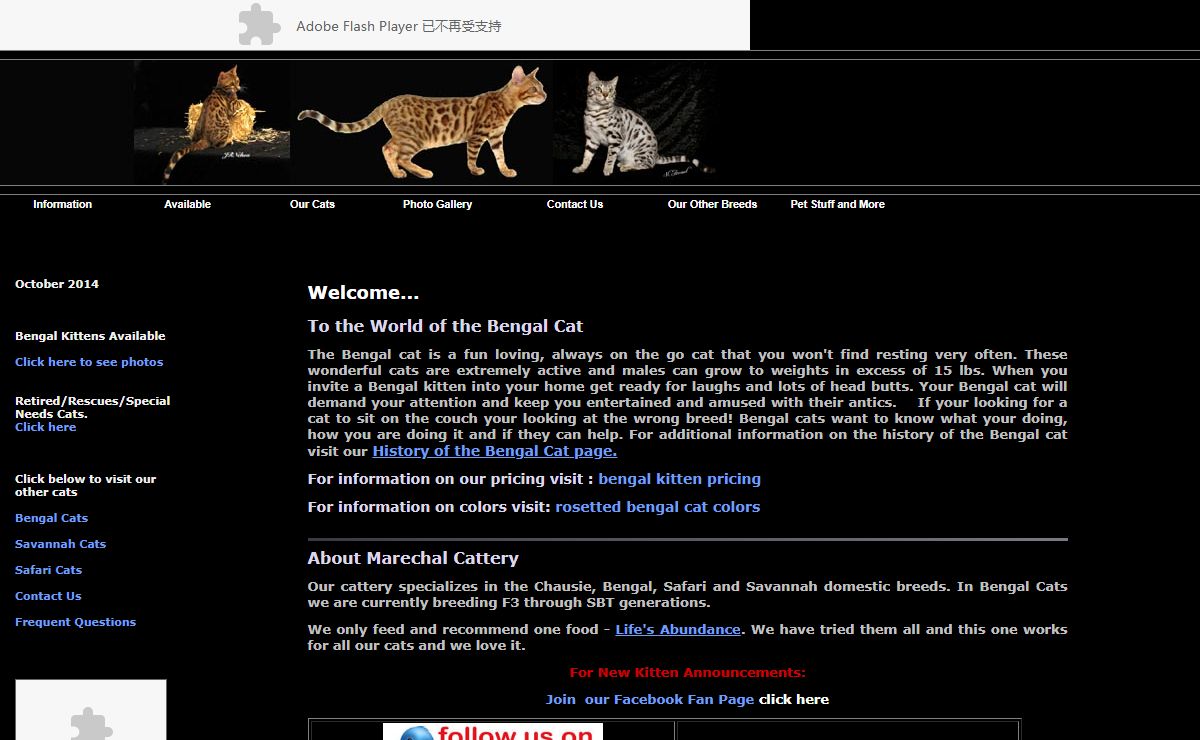 Bengal Cats For Sale Bengal Cat Breeder Breeders Snow Bengal Cats For Sale