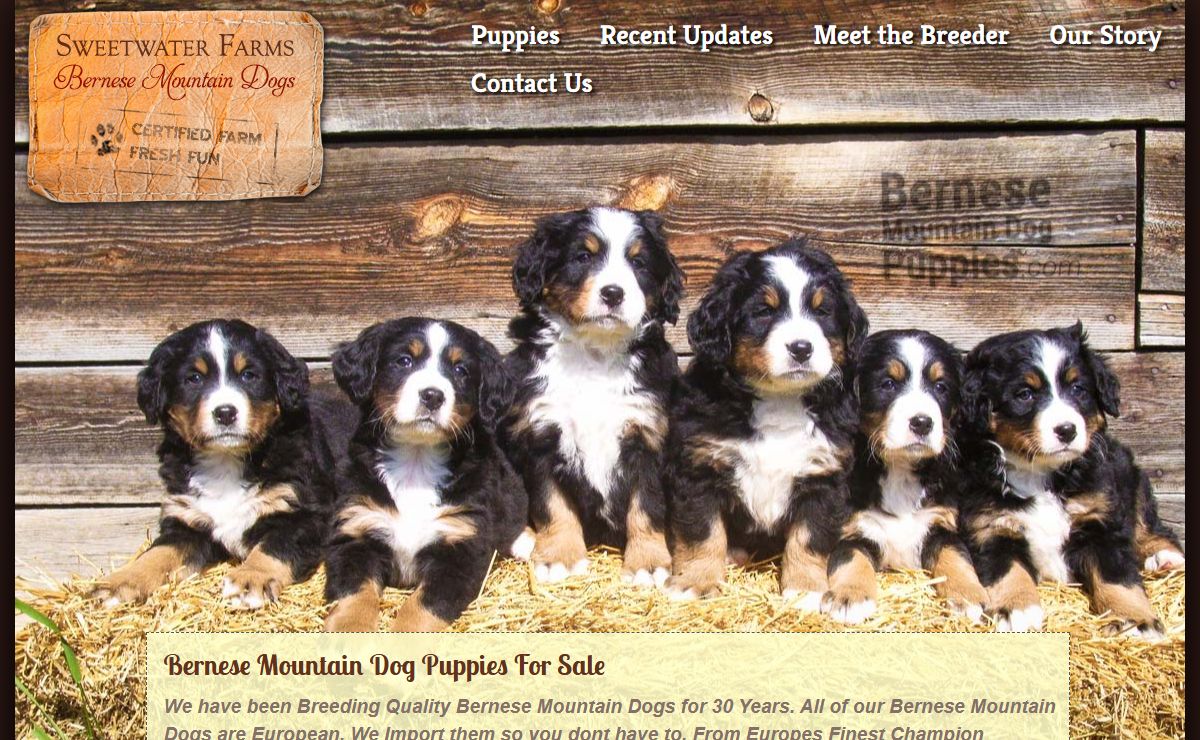 Purebred Berner Puppies For Sale: Sweetwater Farms Bernese Mountain Dogs
