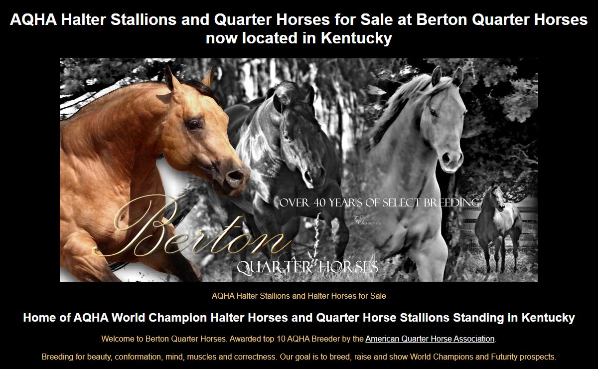 AQHA Halter Stallions | Halter Horses | Berton Quarter Horses in Kentucky