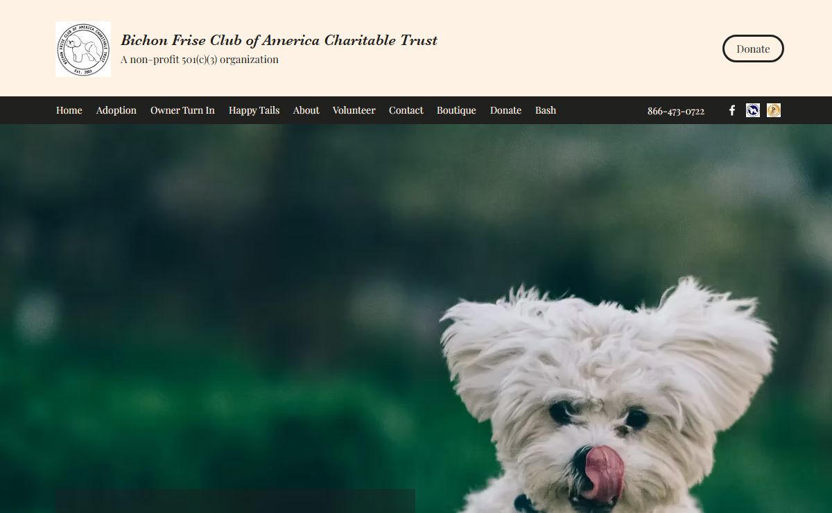 Home | Bichon Frise Club of America Charitable Trust
