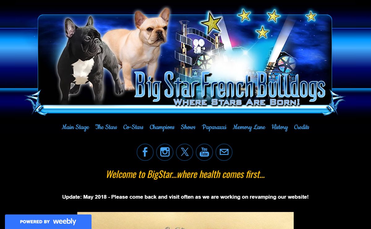 Big Star Bull Dogs - French Bull Dog Puppies For Sale. Show Dogs & Pet Quality Puppies