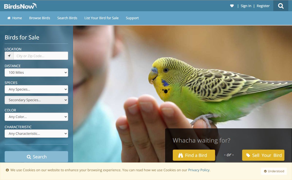 Birds Now - Birds and Parrots for Sale and Adoption