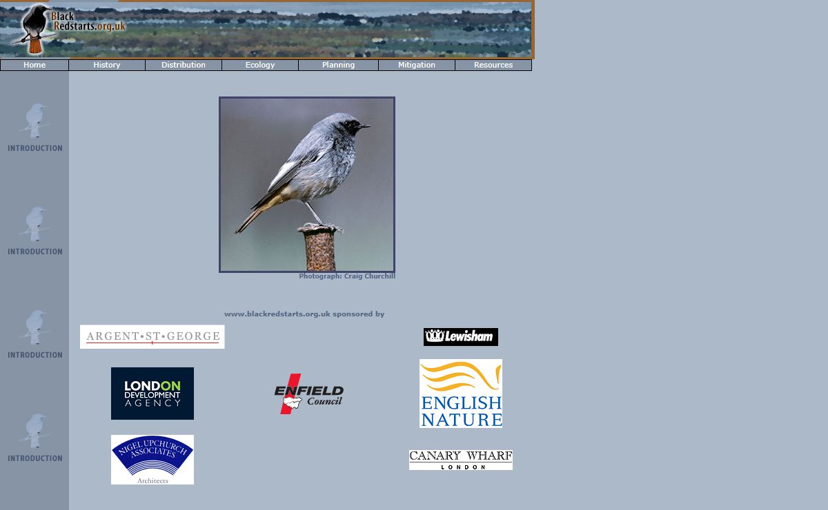 Black Redstarts - Phoenicurus ochruros