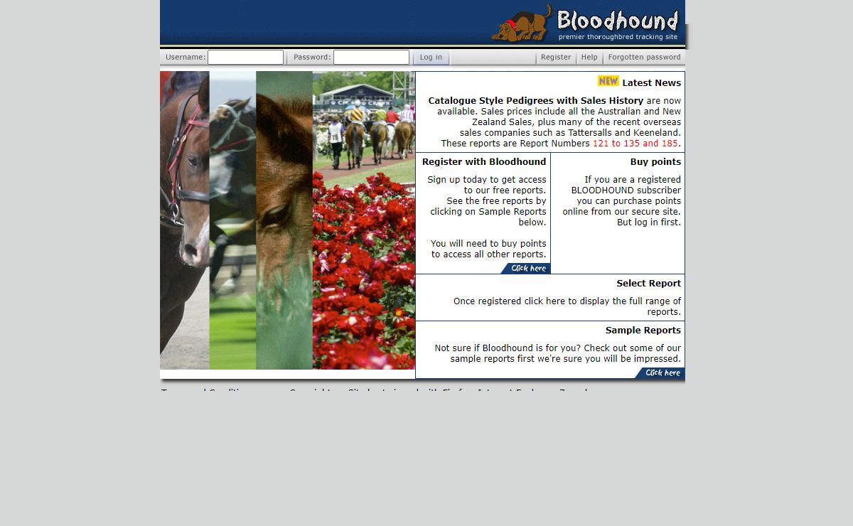 Bloodhound