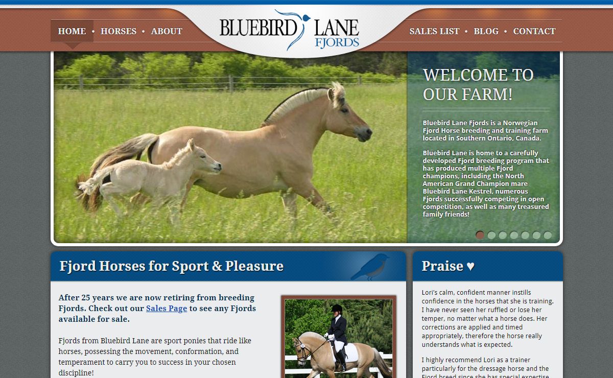 Fjord Horse - Bluebird Lane | Fjord Horses for Dressage, Sport, and Pleasure