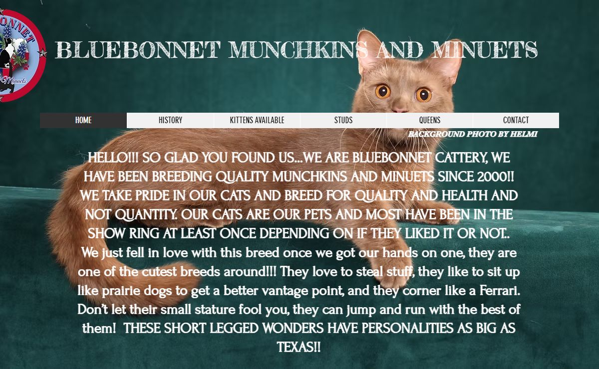 Munchkins | Bluebonnet Munchkins And Minuets | United States