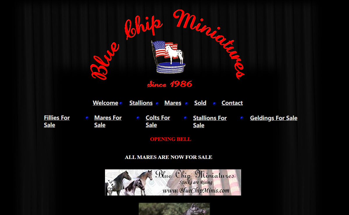 Miniature horses for sale Blue Chip Minis.htm
