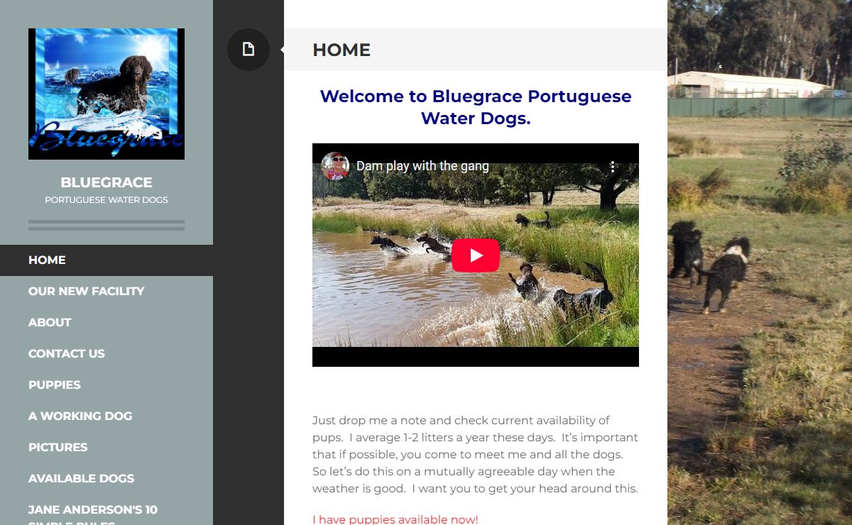 Bluegrace | Portuguese Water Dogs