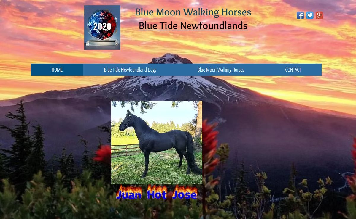 Blue Moon Walking Horses | Walkaloosa Appaloosa x Tennessee Walking Horse | 26280 Southwest Baker Road, Sherwood, OR, USA