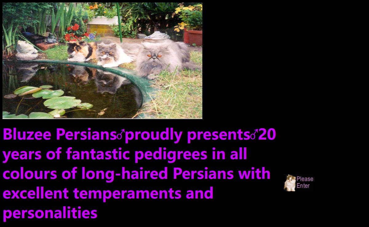 Bluzee Persians cats and kittens