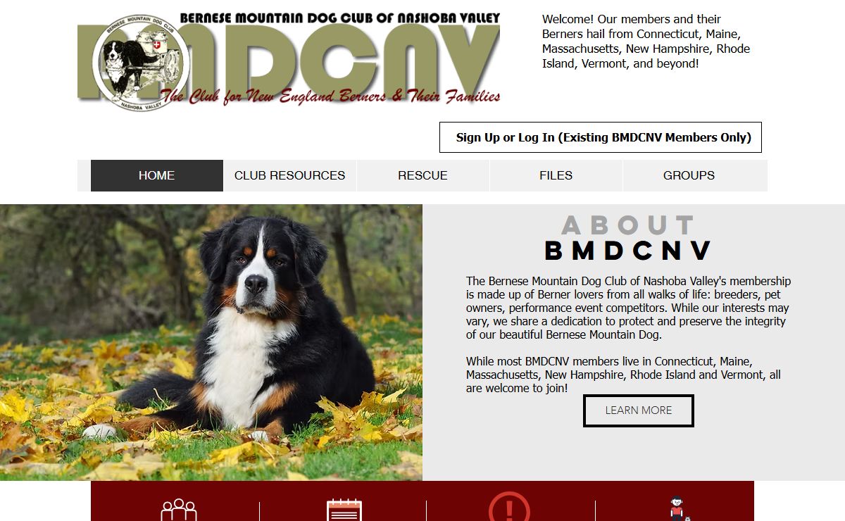 Bernese Mountain Dog Puppies | BMDCNV