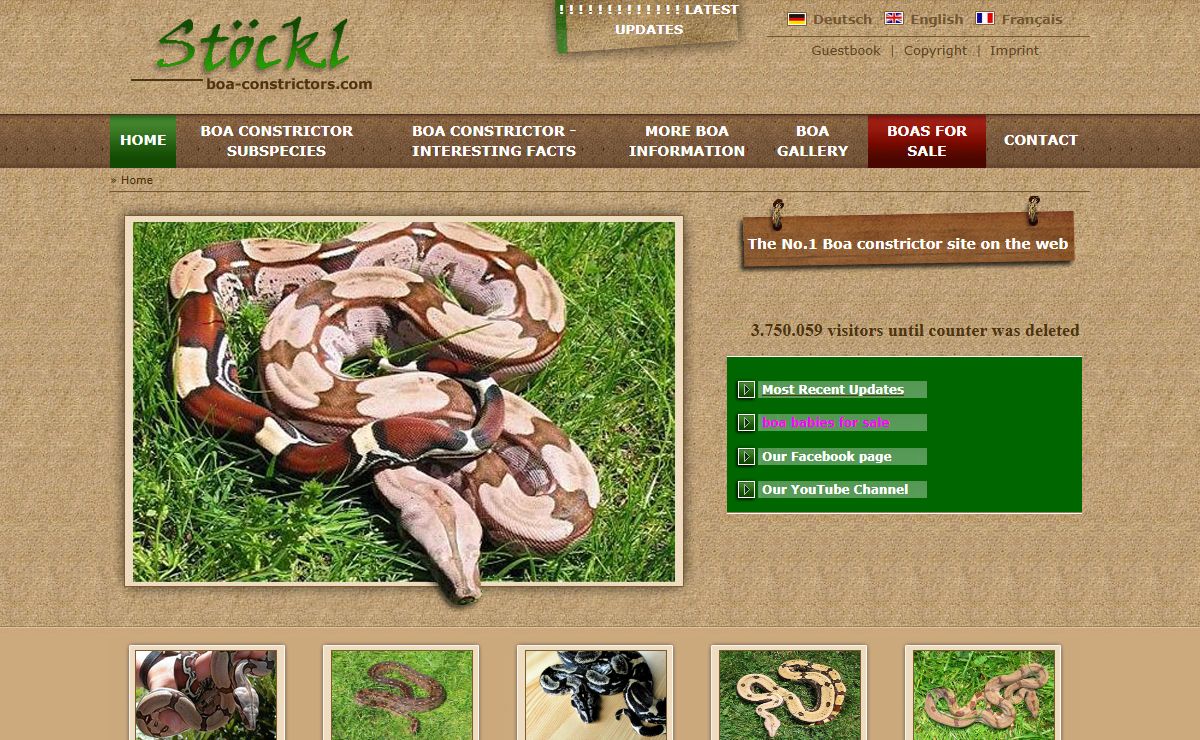 Home | Stöckl - Die Nr.1 Boa constrictor Seite im Internet
