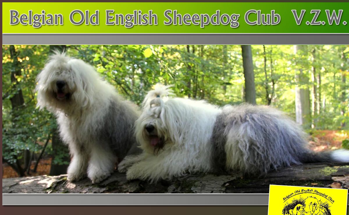Belgian Old English Sheepdog Club VZW, BOESC, bobtail, bobtails, bobtailclub, bobtail club, old english sheepdog, old english sheepdogs, bobtail pups, bobtail pup, bobtail puppies, bobtail puppy's, chiots, chiot, vlaanderen, belgië
