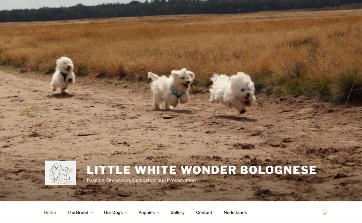 Little White Wonder Bolognese – Passion, Obsession, Dedication and Preservation